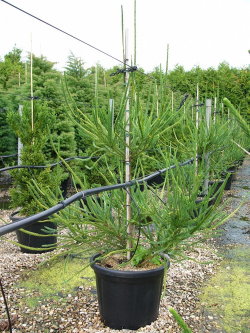 CRYPTOMERIA japonica ARAUCARIOIDES En pot de 35-50 litres hauteur 150-175 cm