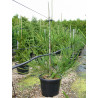 CRYPTOMERIA japonica ARAUCARIOIDES (Cryptomère araucarioides, cèdre du Japon, Sugi) En pot de 35-50 litres