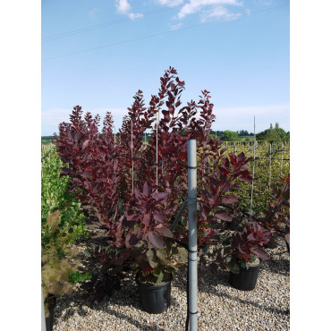 COTINUS coggygria GRACE (Arbre à perruque) En pot de 15-20 litres forme buisson