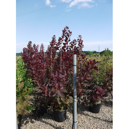COTINUS coggygria GRACE (Arbre à perruque)