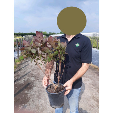 COTINUS coggygria GRACE (Arbre à perruque) En pot de 4-5 litres forme buisson