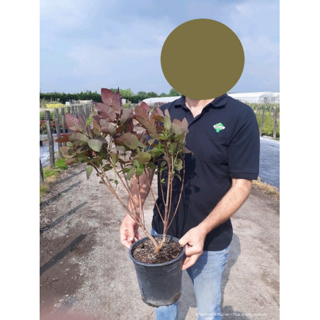 COTINUS coggygria GRACE (Arbre à perruque)