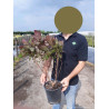 COTINUS coggygria GRACE (Arbre à perruque) En pot de 4-5 litres forme buisson