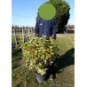 ELAEAGNUS ebbingei Gilt hedge (Chalef panaché) En pot de 10-12 litres forme buisson