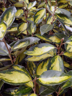 ELAEAGNUS ebbingei LIMELIGHT