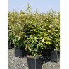 ELAEAGNUS ebbingei LIMELIGHT (Chalef panaché) En pot de 15-20 litres forme buisson