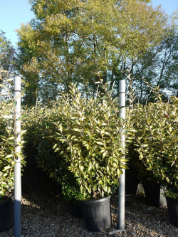 ELAEAGNUS ebbingei LIMELIGHT