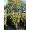 ELAEAGNUS ebbingei LIMELIGHT (Chalef panaché) En pot de 25-30 litres forme buisson