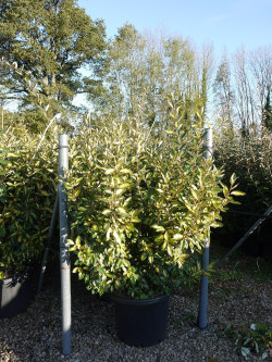 ELAEAGNUS ebbingei LIMELIGHT En pot de 35-50 litres buisson hauteur 150-175 cm