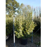 ELAEAGNUS ebbingei LIMELIGHT (Chalef panaché) En pot de 35-50 litres forme buisson