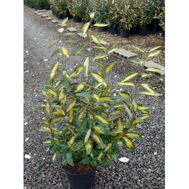 ELAEAGNUS ebbingei LIMELIGHT (Chalef panaché) En pot de 7-10 litres forme buisson