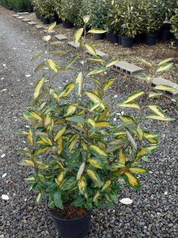 ELAEAGNUS ebbingei LIMELIGHT