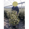 ELAEAGNUS ebbingei MARYLINE® (Chalef) En pot de 10-12 litres forme buisson