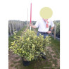 ELAEAGNUS ebbingei MARYLINE® (Chalef) En pot de 15-20 litres forme buisson