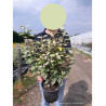 ELAEAGNUS ebbingei VIVELEG® (Chalef panaché) En pot 4-5 litres forme buisson