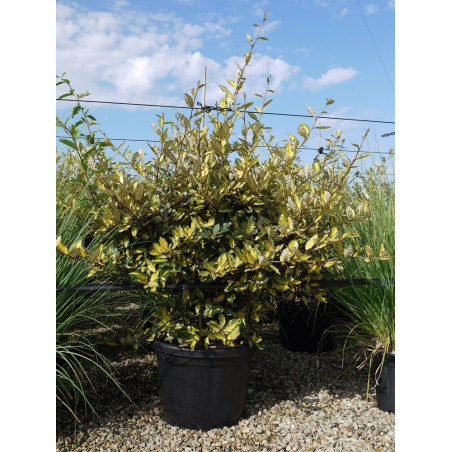 ELAEAGNUS pungens MACULATA AUREA (Chalef panaché)