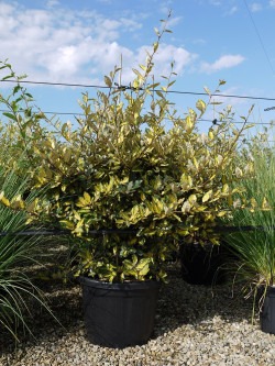 ELAEAGNUS pungens MACULATA AUREA En pot de 35-50 litres buisson hauteur 100-125 cm