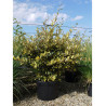 ELAEAGNUS pungens MACULATA AUREA (Chalef panaché) Enj pot de 35-50 litres forme buisson