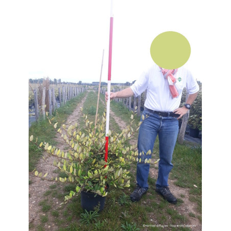 ELAEAGNUS pungens MACULATA AUREA (Chalef panaché)