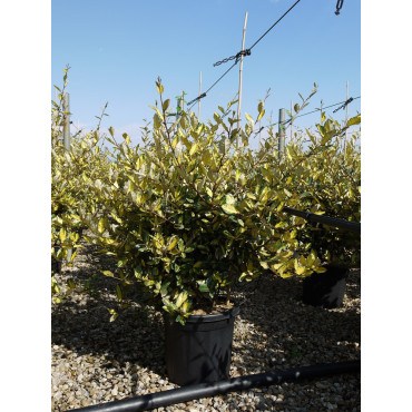 ELAEAGNUS pungens MACULATA AUREA (Chalef panaché) Enj pot de 15-20 litres forme buisson