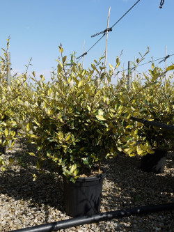 ELAEAGNUS pungens MACULATA AUREA En pot de 15-20 litres buisson hauteur 080-100 cm