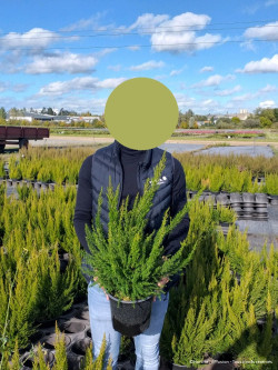 ERICA lusitanica En pot de 4-5 litres buisson