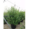 ESCALLONIA IVEYI (Escallonia) En pot 25-30 litres forme buisson