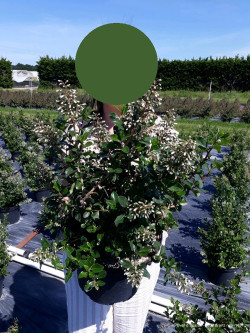 ESCALLONIA IVEYI En pot 10-12 litres
