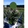 ESCALLONIA IVEYI (Escallonia) En pot 10-12 litres forme buisson