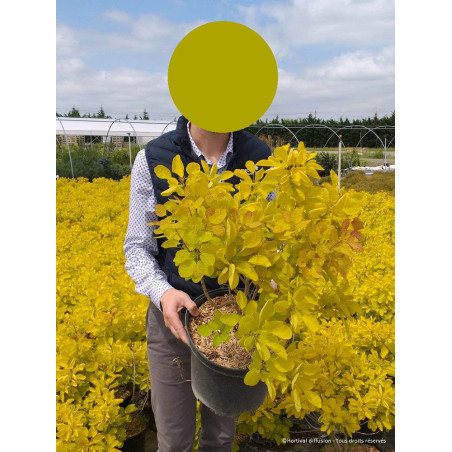 COTINUS coggygria GOLDEN LADY® (Arbre à perruque)