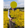 COTINUS coggygria GOLDEN LADY® (Arbre à perruque) En pot de 10-12 litres forme buisson