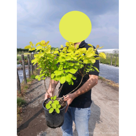 COTINUS coggygria GOLDEN LADY® (Arbre à perruque)
