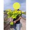 COTINUS coggygria GOLDEN LADY® (Arbre à perruque) En pot de 4-5 litres forme buisson