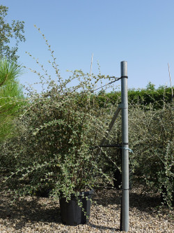 COTONEASTER franchetii En pot de 25-30 litres buisson hauteur 125-150 cm