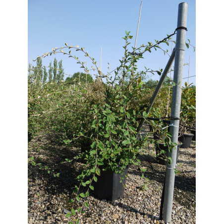 COTONEASTER lacteus (Cotonéaster laiteux)
