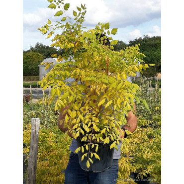 KOELREUTERIA paniculata CORAL SUN cov (Savonnier Coral sun) En pot de 10-12 litres forme buisson