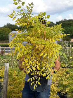 KOELREUTERIA paniculata CORAL SUN En pot de 10-12 litres