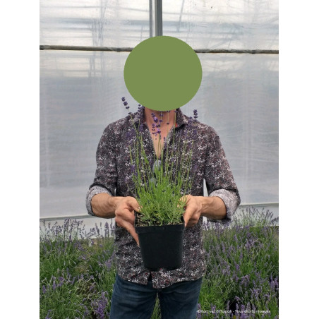 LAVANDULA angustifolia HIDCOTE (Lavande)