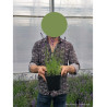 LAVANDULA angustifolia HIDCOTE (Lavande) En pot de 2-3 litres forme buisson