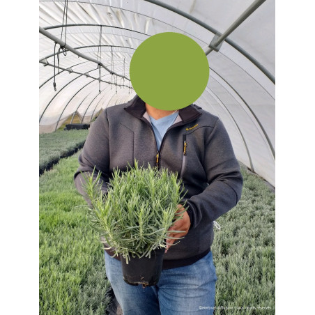LAVANDULA angustifolia DWARF BLUE (Lavande)