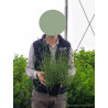 LAVANDULA angustifolia TWICKEL PURPLE (Lavande) En pot de 2-3 litres forme buisson