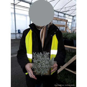 LAVANDULA intermedia GROSSO (Lavande) En pot de 2-3 litres forme buisson