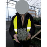 LAVANDULA intermedia GROSSO (Lavande) En pot de 2-3 litres forme buisson