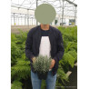 LAVANDULA DUTCH (Lavande) En pot de 2-3 litres forme buisson