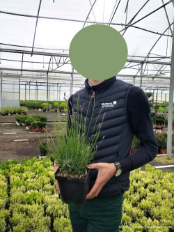 LAVANDULA HEAVENLY BLUE En pot de 2-3 litres