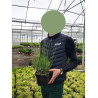 LAVANDULA HEAVENLY BLUE (Lavande) En pot de 2-3 litres forme buisson