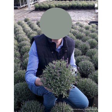 LAVANDULA stoechas ssp. pedunculata (Lavande papillon) En pot de 2-3 litres forme buisson