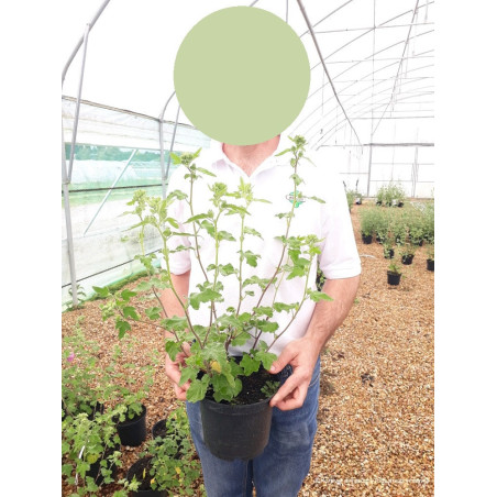 LAVATERA CHAMALLOW® (Lavatère ou Mauve en arbre)