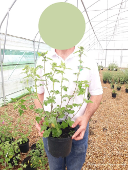 LAVATERA En pot de pot de 4-5 litres