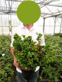 LEUCOTHOE axillaris CURLY RED En pot de 4-5 litres